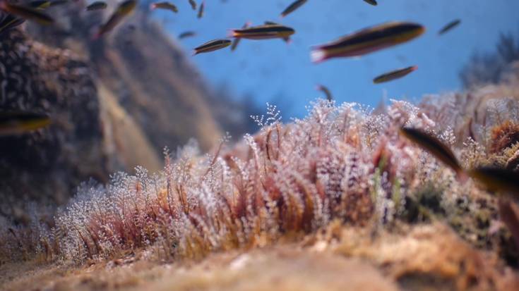 Cimasub jaialdiko lehen ikus-entzunezkoak eskainiko dituzte arratsaldean