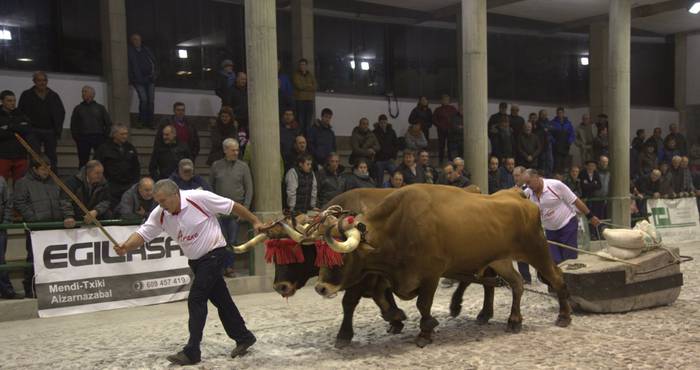 Urriaren 31n hasiko dira Kintopeko Idi Probak Aian