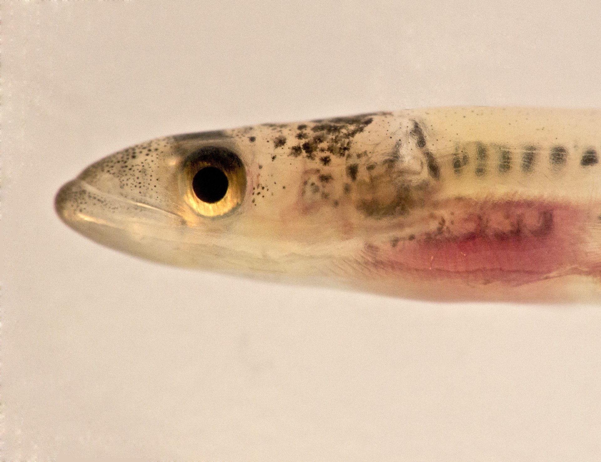 Angula galzorian?