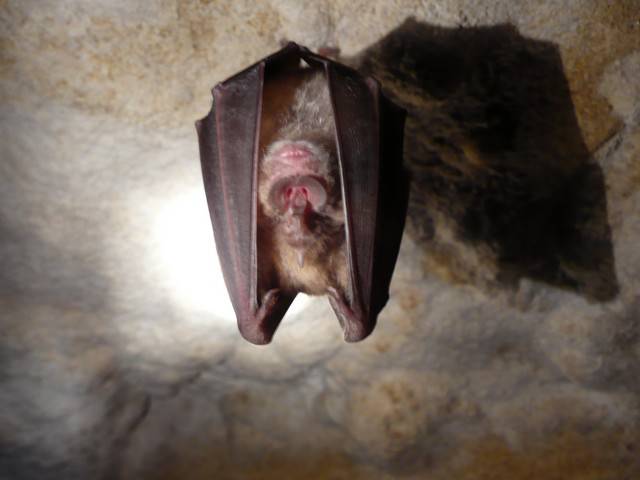 Saguzarrak ezagutzeko bisita egingo dute Iturraranen larunbatean