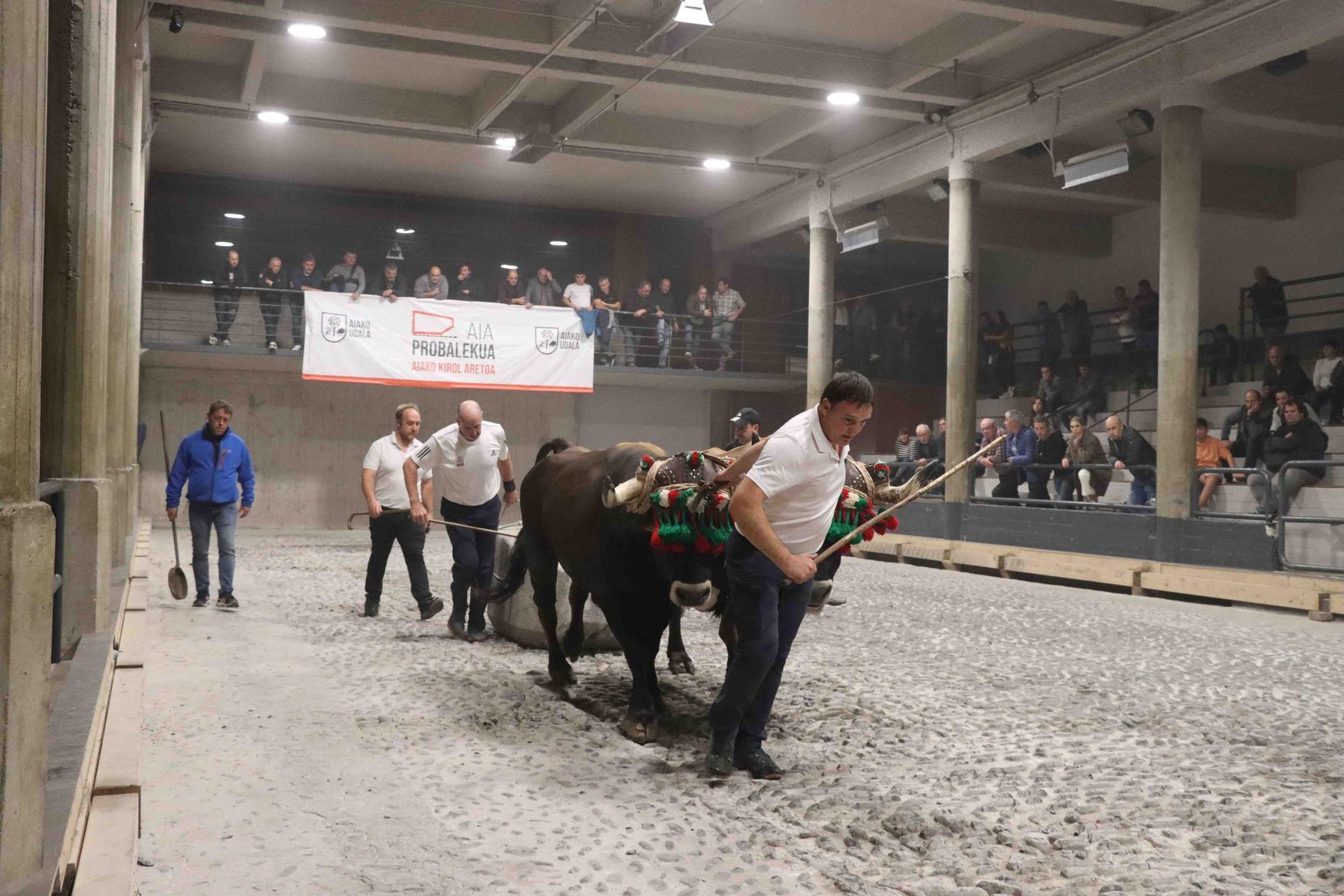 Bertan behera gelditu dira Aiako Udaberri Saria kintopeko idi probak