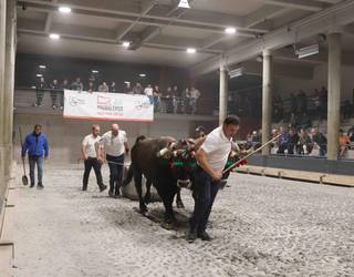Bertan behera gelditu dira Aiako Udaberri Saria kintopeko idi probak