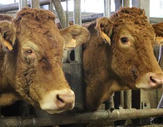 Abere suharren tuberkulosiaz hitzaldia eskainiko dute bi ganadutegitako ordezkariek ostegunean