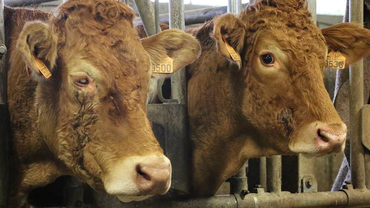 Abere suharren tuberkulosiaz hitzaldia eskainiko dute bi ganadutegitako ordezkariek ostegunean