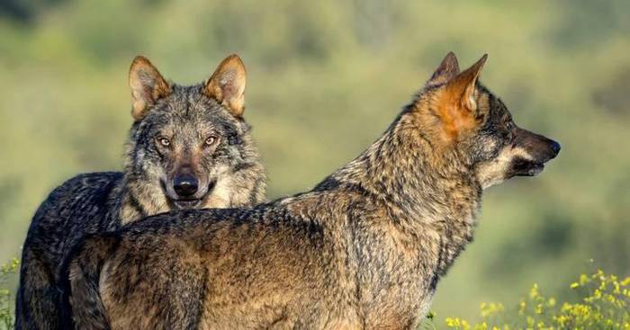 Atzeratu egin dute 'Barbacana: la huella del lobo' dokumentalaren emanaldia
