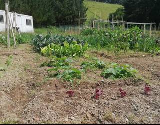 Zabalik da Zumaiako udal baratzeak erabiltzeko eskaerak egiteko epea