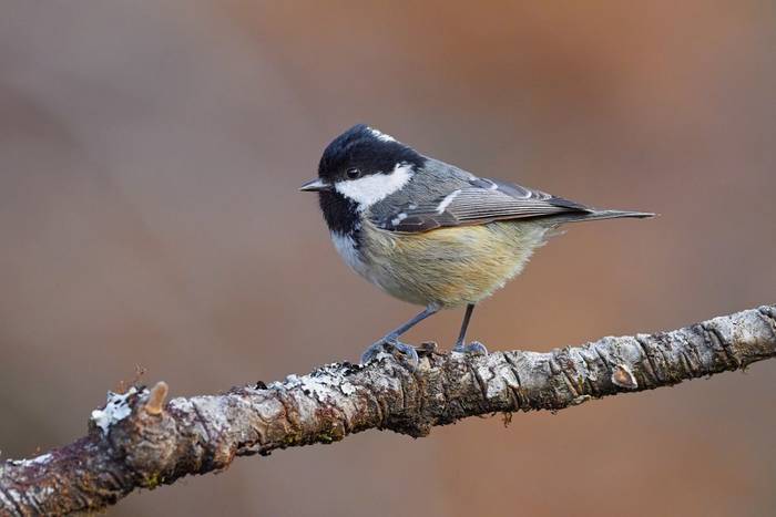 Pinu kaskabeltza (Periparus ater)