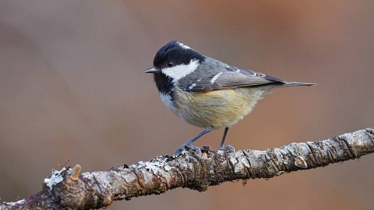 Pinu kaskabeltza (Periparus ater)
