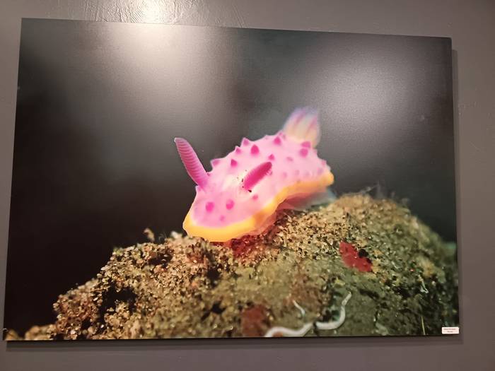 Itsas hondoko bitxien irudiak, Lukas ardotegian