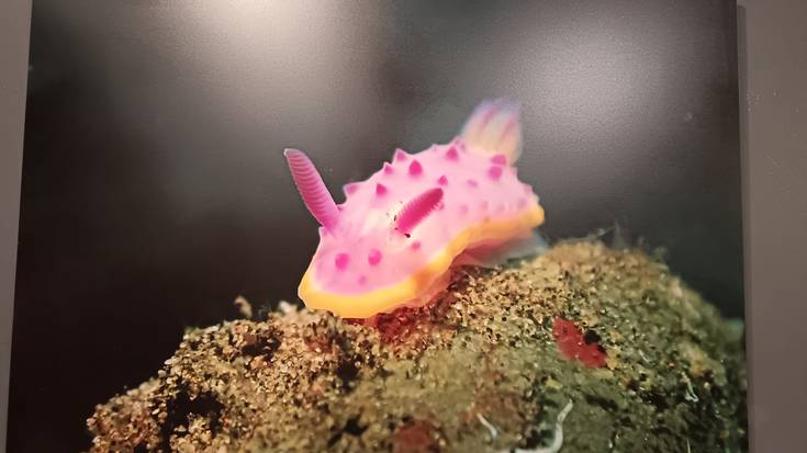 Itsas hondoko bitxien irudiak, Lukas ardotegian