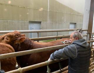 Gipuzkoako behi azienda osoa txertatzen hasi da aldundia gaur, prebentzioz