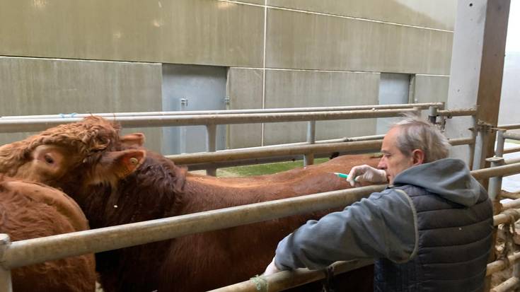 Gipuzkoako behi azienda osoa txertatzen hasi da aldundia gaur, prebentzioz