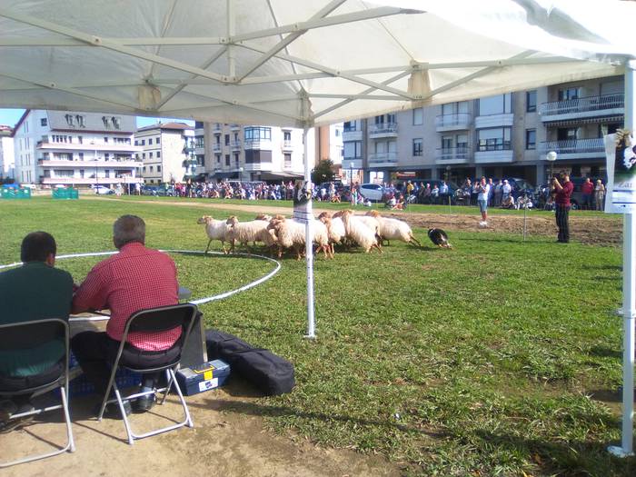 Gipuzkoako Artzai Txakur Txapelketa jokatuko dute lehenbizikoz Zarautzen, Euskal Astearen barruan