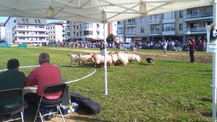 Gipuzkoako Artzai Txakur Txapelketa jokatuko dute lehenbizikoz Zarautzen, Euskal Astearen barruan