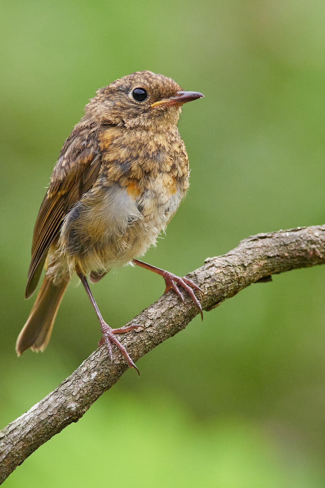 Txantxangorria (Erithacus rubecula)