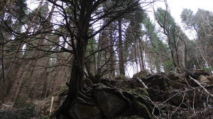 Arkamurkaren irteera: Pagoeta parkeko haginak