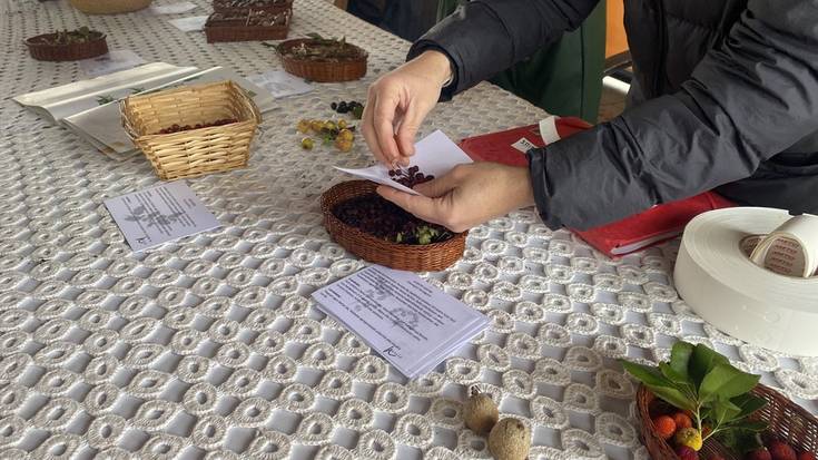 Urtero legez, Euskal Herriko hainbat zuhaitz espezieren haziak banatu dituzte plazan