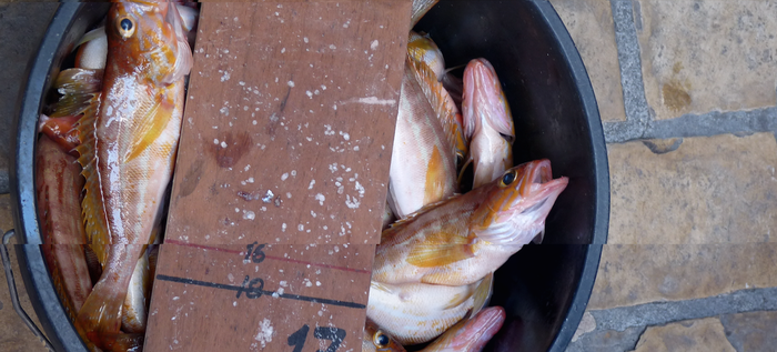 Kabra eta dontzeilen eta Arrain Txiki txiki lehiaketak jokatuko dira aste honetan