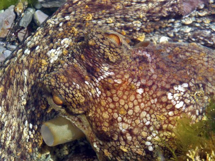 Olarro Eguneko egitaraua