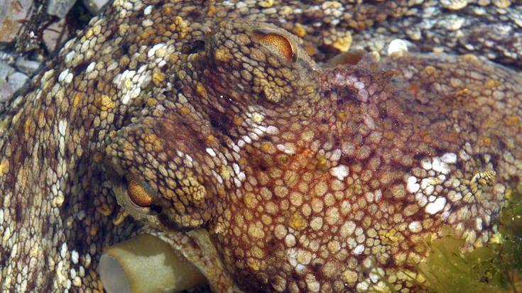 Olarro Eguneko egitaraua