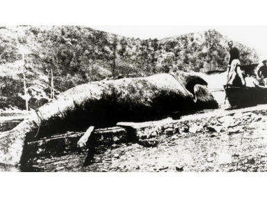 Kantauri itsasoko azken balea, 1901ean oriotarrek ehizatua