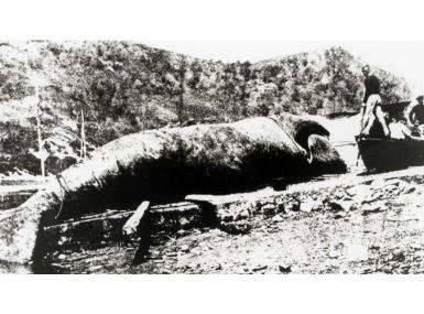 Kantauri itsasoko azken balea, 1901ean oriotarrek ehizatua