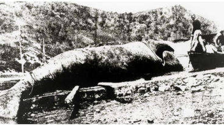 Kantauri itsasoko azken balea, 1901ean oriotarrek ehizatua
