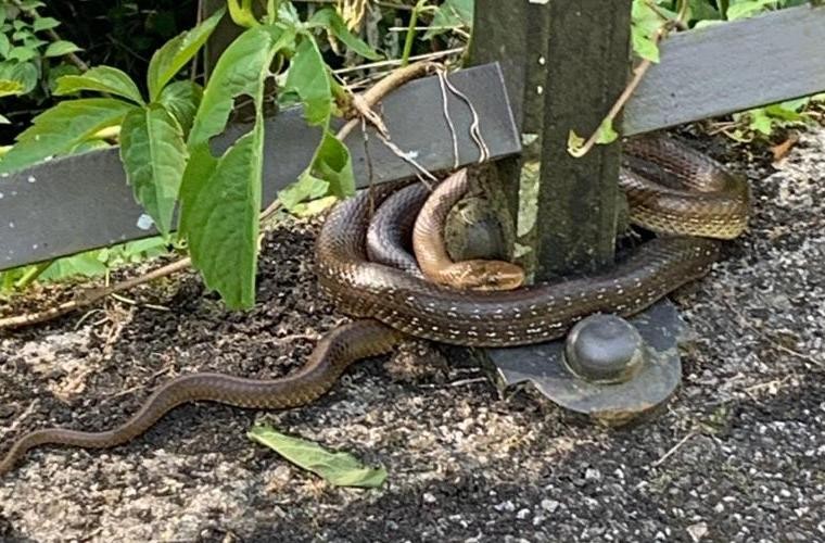 Arbigideak azken egunetan ikusi den sugeari buruz
