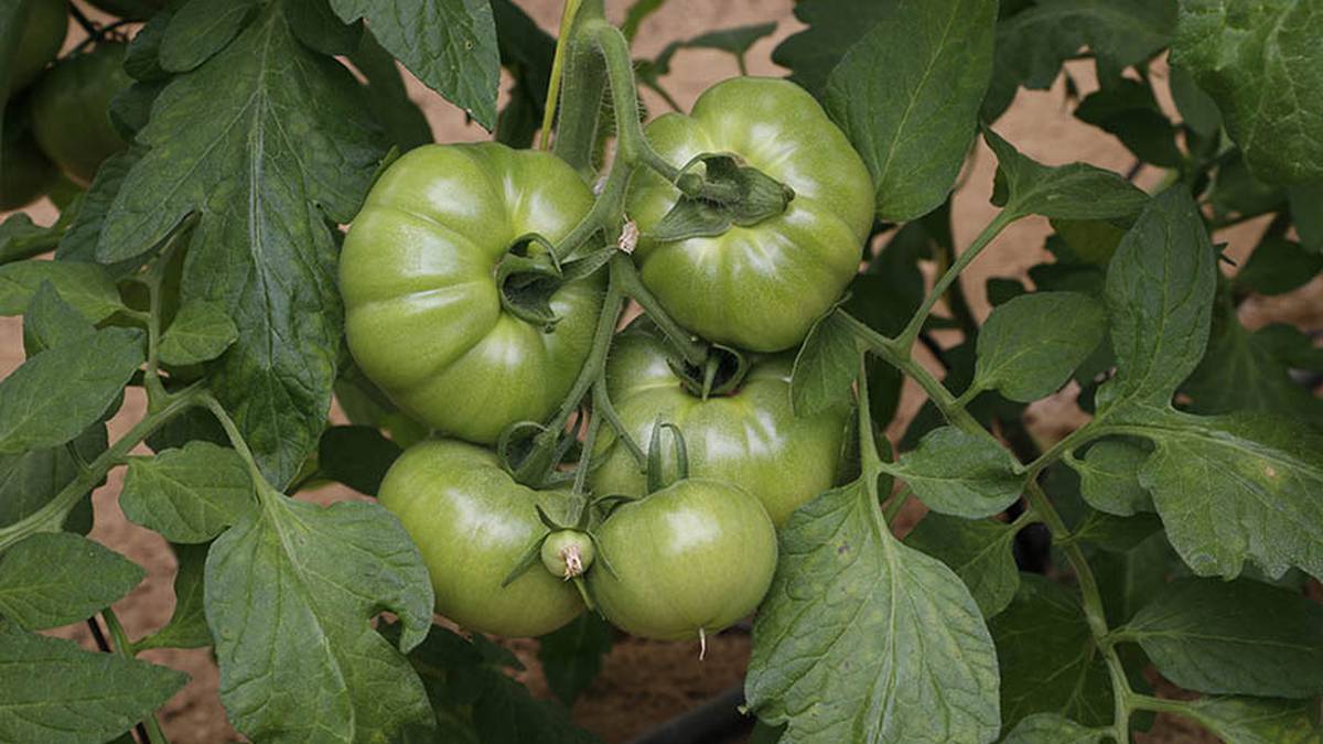 Tomate landareak zaintzeko ikastaroa eskainiko du Furgobaratzak astelehenean