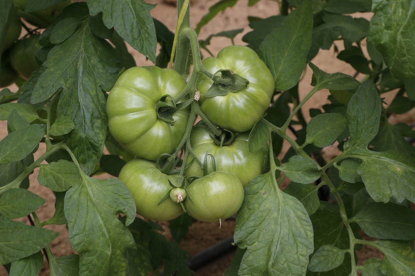 Tomate landareak zaintzeko ikastaroa eskainiko du Furgobaratzak astelehenean