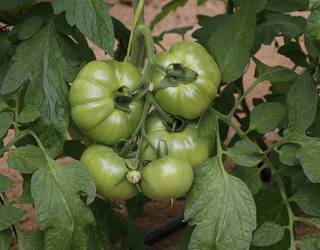 Tomate landareak zaintzeko ikastaroa eskainiko du Furgobaratzak astelehenean