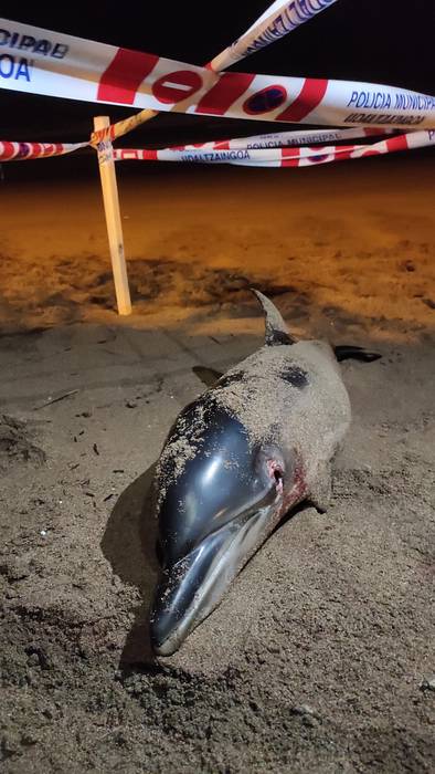 Izurde bat hilda agertu da hondartzan