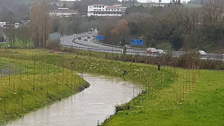 Zuhaitz berriak landatzen ari dira Iñurritza ibaiaren inguruan