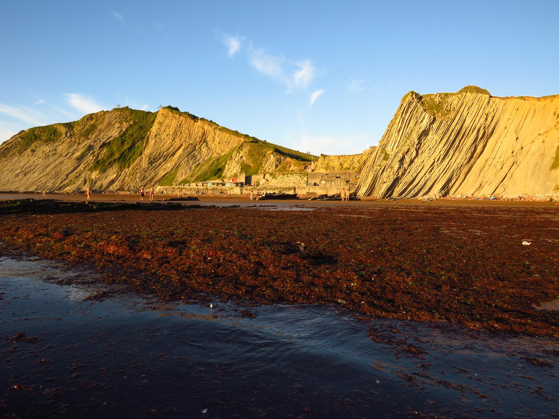 'Gelidium corneum', urtutako gelatinaren afera