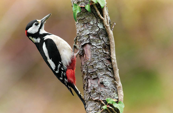 Okil handia (Dendrocops major)