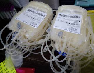 Zestoako odol emaileek aitortza jasoko dute bihar