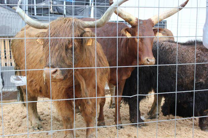 Josu Lizaso: "Animalia bitxiek ikusmina sortzen dute Asentzio Azokan"