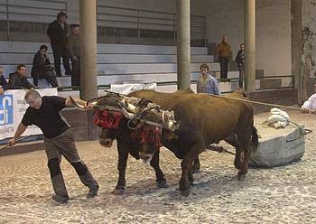 Ikusmina sortu dute Aiako Idi Probek asteburuan