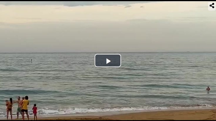 Izurdeak agertu dira hondartzan