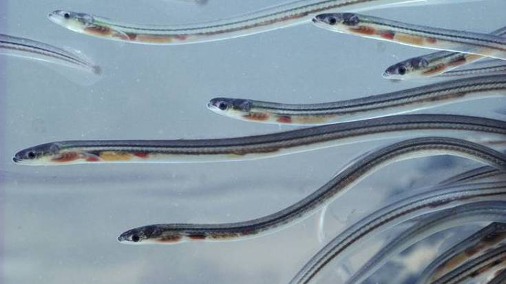 'Aingiraren bidaia' dokumentala botako dute ostegunean