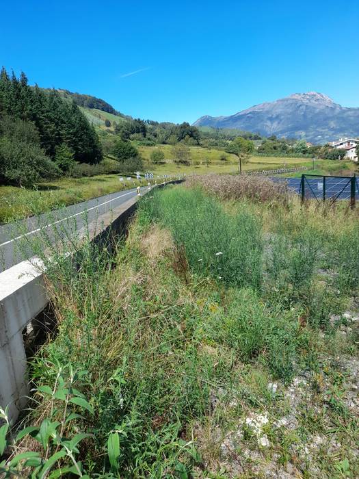 Plaka fotovoltaikoen ondoko bidea, belarrak hartuta