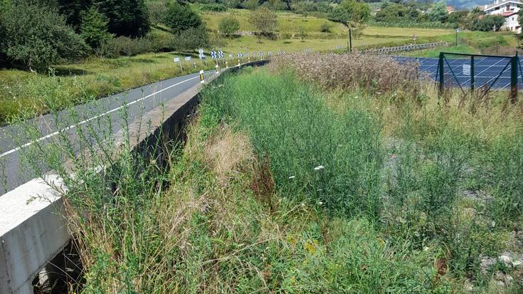 Plaka fotovoltaikoen ondoko bidea, belarrak hartuta