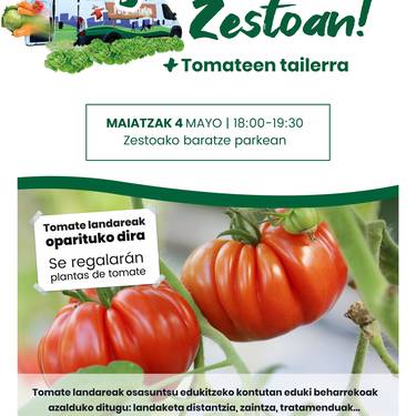 Furgobaratza: tomate landareak zaintzen