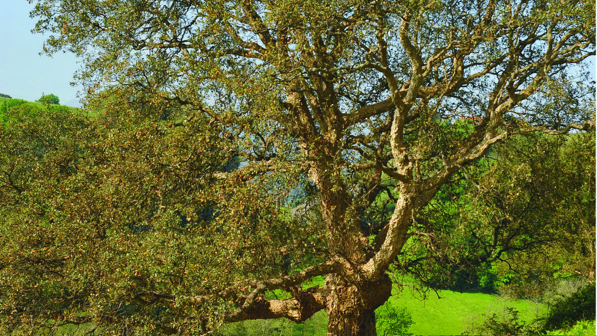 Artea eta artelatza