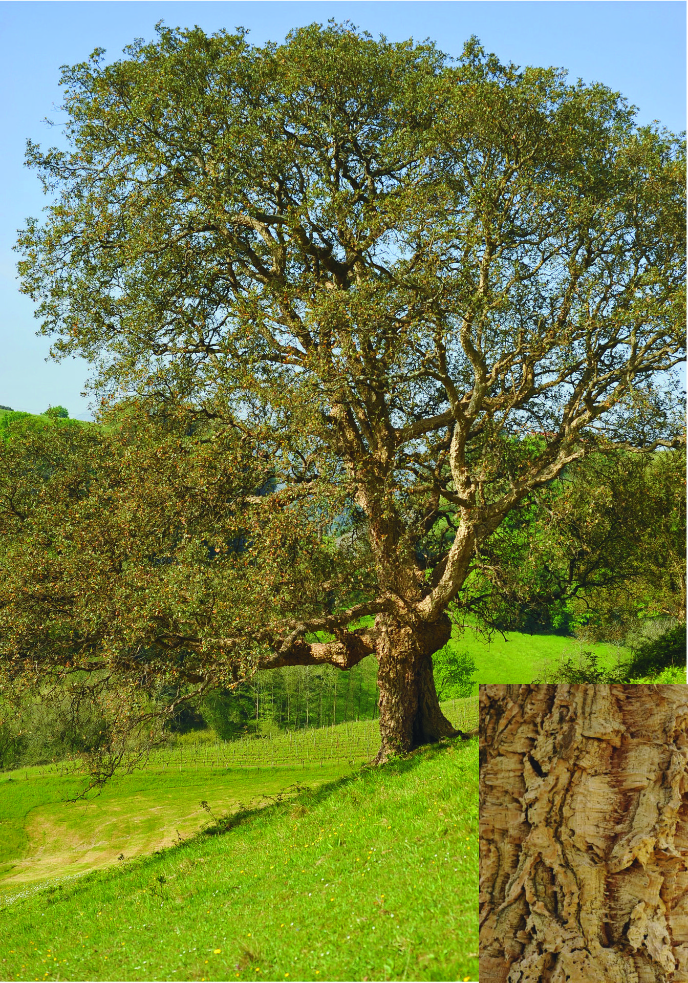 Artea eta artelatza