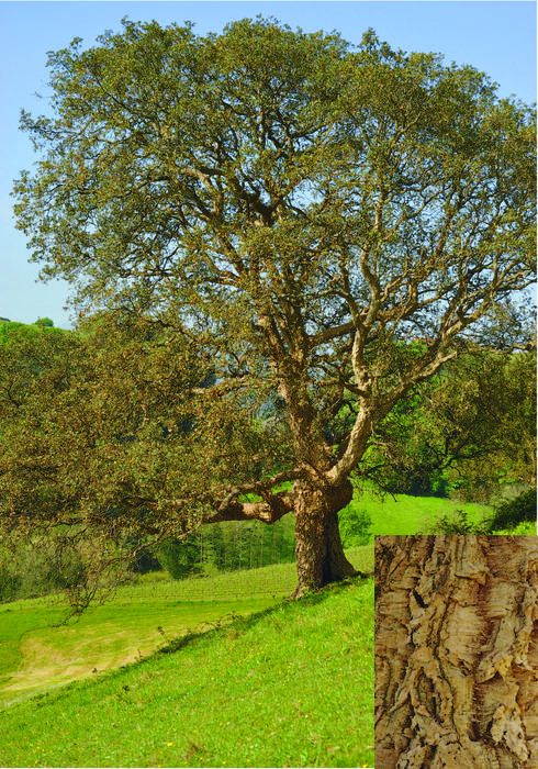 Artea eta artelatza