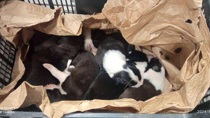 Sei txakurkume, zaborretan