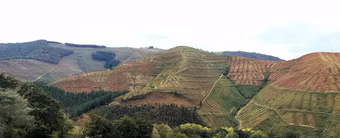 Lurgaiak Lasaoko baso proiektuaren gainean leporatu dizkionak ukatu ditu aldundiak