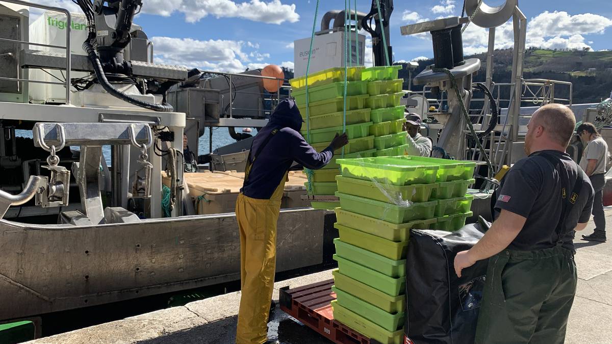 Antxoaren kosterarekin gustura, berdelarekin dute kezka arrantzaleek