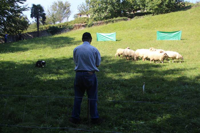 IX. Ardi Txakur Lehiaketa izango da Igandean, Zarautzen